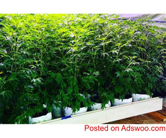 RIOCOCO MMJ's coco coir offers the best cannabis growing nutrients