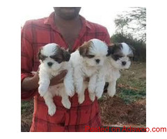 TOP QUALITY SHIH TZU PUPPIES AVAILABLE