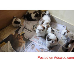 SHIH TZU PUPPIES AVAILABLE MALE FEMALE