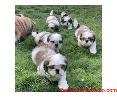 Show Quality Shih Tzu puppies available for sale