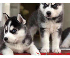 Certified Siberian husky puppy Punjab