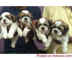 CERTIFIED KCI SHIH TZU PUPPIES AVAILABLE FOR SALE