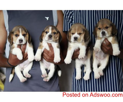 ACTIVE BEAGLE PUPPIES FOR SALES