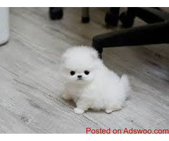 Pomeranian   puppies for adoption Text  (708) 928-5512