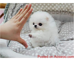 Pomeranian   puppies for adoption Text  (708) 928-5512