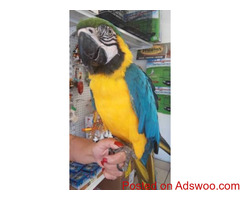 Blue & Gold macaw parrots for sale