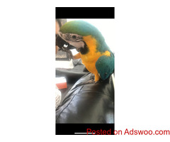 Blue & Gold macaw parrots for sale