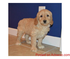 Mini Goldendoodle Puppies