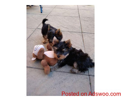 Super tiny teacup male and female  Yorkie for sale