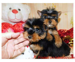 Super tiny teacup male and female  Yorkie for sale