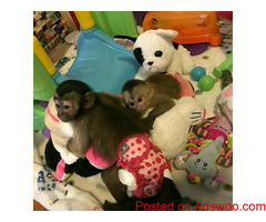 HOME TRAINED BABY CAPUCHIN MONKEYS FOR SALE