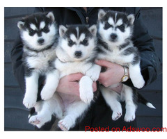 Good health Siberian Husky Dogs Come with ENCI pedigree