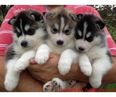 Good health Siberian Husky Dogs Come with ENCI pedigree