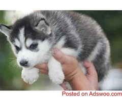 Good health Siberian Husky Dogs Come with ENCI pedigree