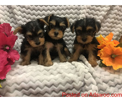 Lovely and cute Maltese puppies for good homes