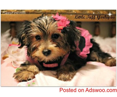 Lovely and cute Maltese puppies for good homes