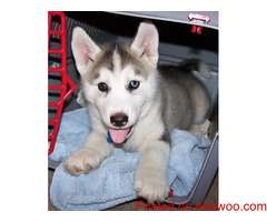 SIBERIAN HUSKY PUPPIES