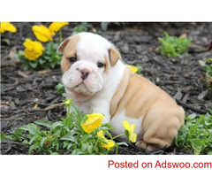 ENGLISH BULLDOG PUPPIES