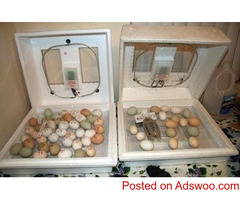 fertile  macaw  parrot   eggs