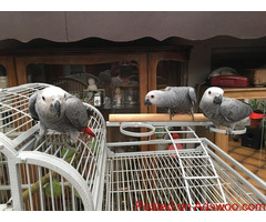 Talking  congo african grey  parrots