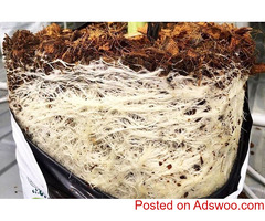 Get the best grow bags for cannabis growth at RIOCOCO MMJ