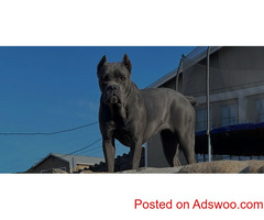 Cane Corso Puppies for Sale Reno