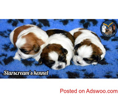 Extraordinary Breed quality Shih Tzu puppies for sale in Bengaluru