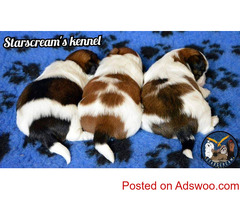 Extraordinary Breed quality Shih Tzu puppies for sale in Bengaluru
