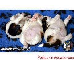 Extraordinary Breed quality Shih Tzu puppies for sale in Bengaluru
