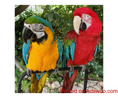 super tamed Blue and Gold macaw parrot available in Bengaluru