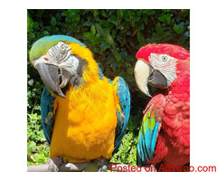 super tamed Blue and Gold macaw parrot available in Bengaluru