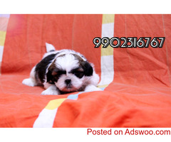 Shih Tzu Puppies for Sale in Bangalore