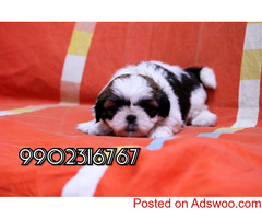 Shih Tzu Puppies for Sale in Bangalore