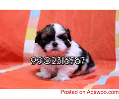 Shih Tzu Puppies for Sale in Bangalore