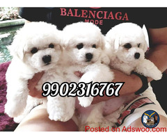 Purebreed Bichon Frise Puppies in India for sale