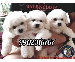 Purebreed Bichon Frise Puppies in India for sale