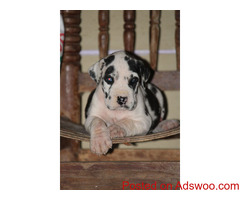 Ultimate Quality Great Dane Puppies for sale in india