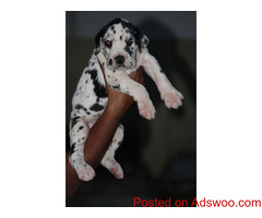 Ultimate Quality Great Dane Puppies for sale in india