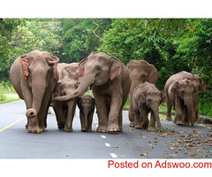 Srilanka Budget Tour