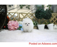 Lovely ice white bear face teacup pomeranian puppies