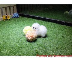 Lovely ice white bear face teacup pomeranian puppies