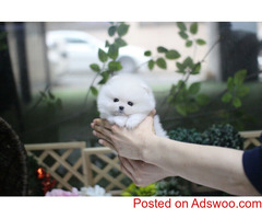 Lovely ice white bear face teacup pomeranian puppies