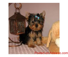 Yorkie    puppies for adoption Text  (708) 928-5512