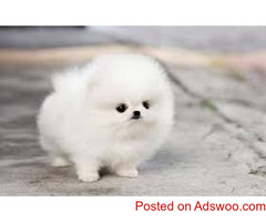 Pomeranian    puppies for adoption Text  (708) 928-5512