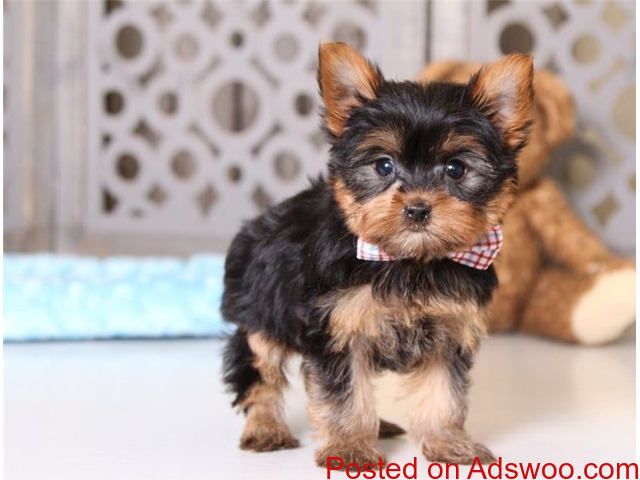 Registered Yorkshire Puppies For sale - 1/2