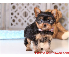 Registered Yorkshire Puppies For sale