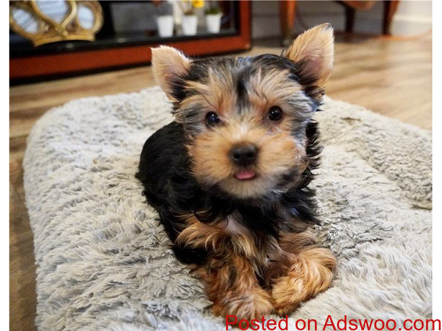 Registered Yorkshire Puppies For sale - 2/2