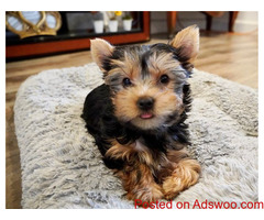 Registered Yorkshire Puppies For sale