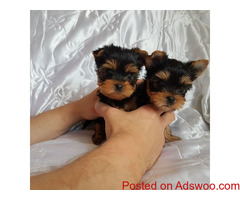 AKC  yorkie puppies for SALE Text:(651) 538-0802