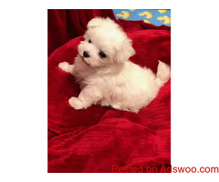 Micro Teacup Maltese Puppies for sale